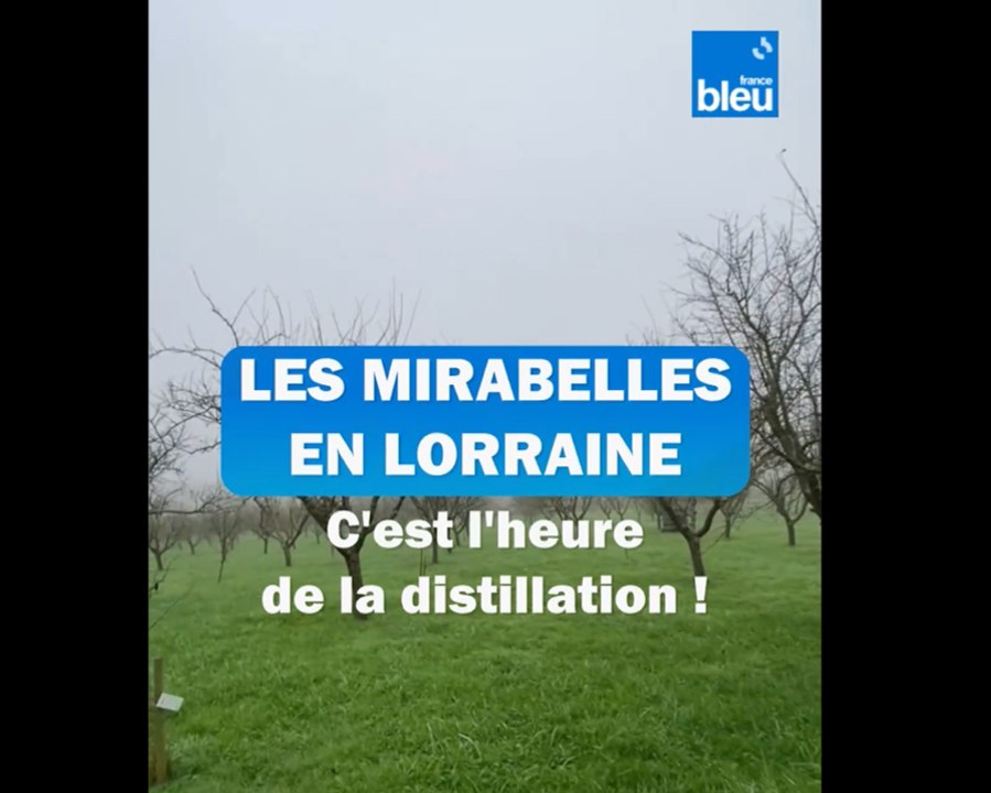 En Moselle, la distillation de la mirabelle bat son plein !
