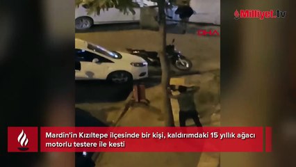 15 yıllık ağacı motorlu testereyle kesti! Cezası belli oldu