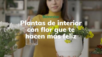 9 plantas de interior con flor que hacen que seas más feliz