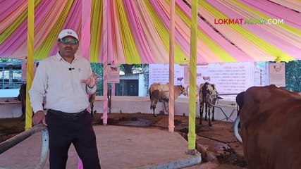 गोधन ओळख महाराष्ट्रातील प्रमुख गोवंश