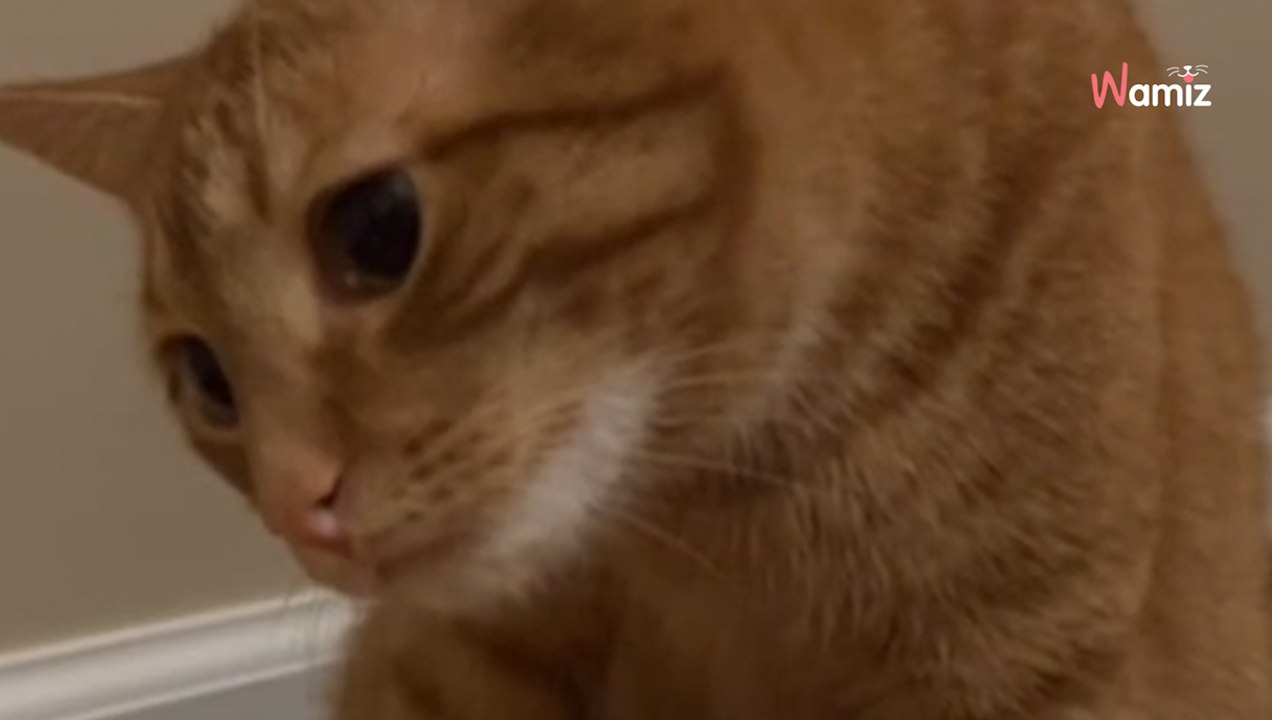 Ce chat rencontre un cochon d'Inde pour la première fois : « Il lui a cassé le cerveau » devant 1,6M de personnes (vidéo)