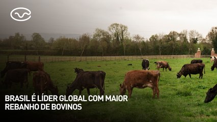 Brasil é líder global com maior rebanho de bovinos