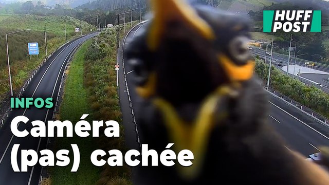 Cet oiseau tropical n’est pas passé inaperçu en Nouvelle-Zélande en s’attaquant à une caméra de surveillance