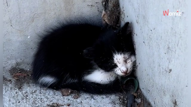 Video. Trova un gattino inerme e ricoperto di formiche: capisce subito che la situazione è disperata
