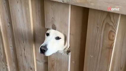 Video. Comprano una nuova casa e scoprono presto che nel giardino c'è un tesoro