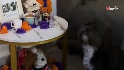 Perrito identifica la foto de su mamá fallecida el Día de Todos los Santos: su reacción hace llorar a todo Internet