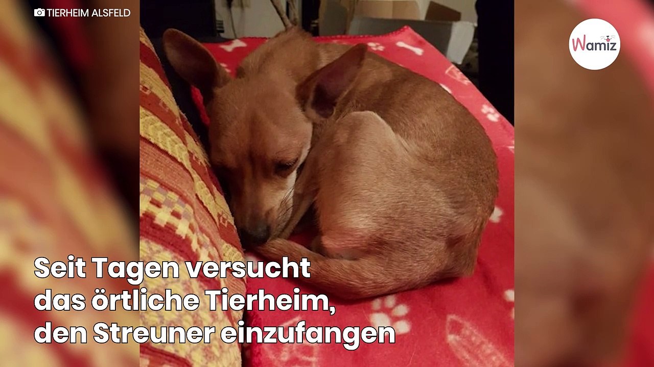 Nach tagelanger Suche: „Riesiges Untier' geht in Hessen ins Netz