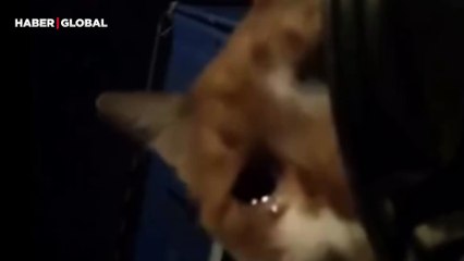 Uzun bir aradan sonra yiyecek bulan kedinin gözyaşları sosyal medyada gündem oldu