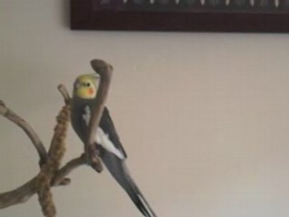 randy orton parrot