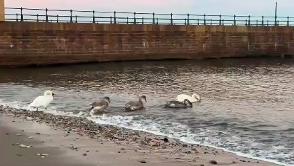 Swans enjoy autumn sunset at Roker