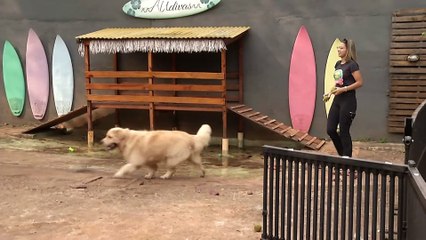Creche para pets gera alternativa para tutores que precisam viajar