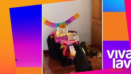 Perritos recuerdan a sus amigos en ofrenda de &#039;Día de muertos&#039;