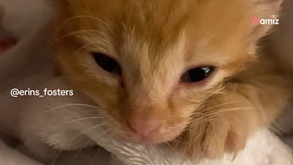Elle croyait être seule pour sauver un chaton de l'euthanasie : une aide précieuse va changer plus d'une vie (vidéo)