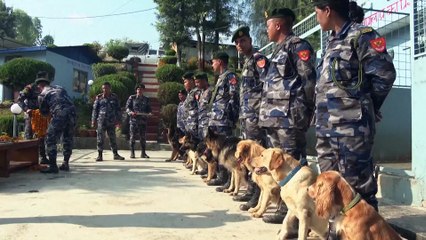 Cães do Nepal celebrados no festival Kukur Puja