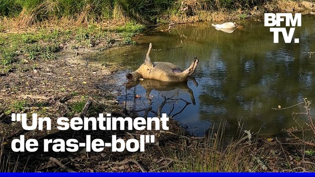 ROBIN DE BFM - Des brebis à nouveau tuées en Gironde, le loup fortement soupçonné
