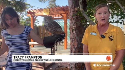 Wildlife hospitals take on thousands of patients after hurricanes