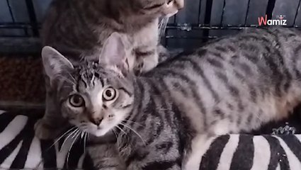 Triste record pour cette association : deux chatons sont adoptés... et ramenés de manière odieuse trois jours après !