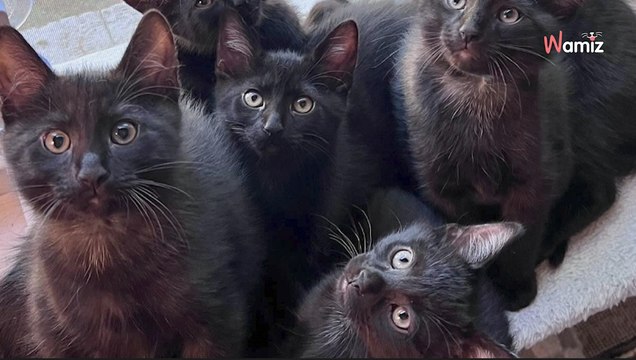 Une chatte errante est trouvée dans la rue : malgré sa maigreur, elle cache un petit secret