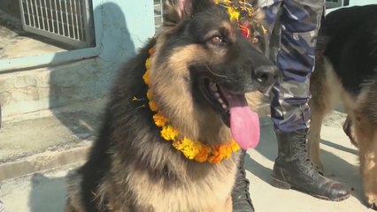 [나우쇼츠] 개들을 위한 공양제..."오늘은 내가 신이다" / YTN