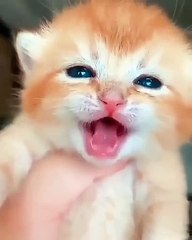 cute baby cat crying videos _ OMG So Cute Cats ♥ Best Funny Cat Videos _09(360P)