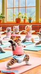 Cats exercise