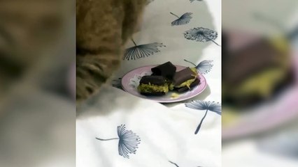 Dubai çikolatasını dışkı sanıp üstünü kapatmaya çalışan kedi viral oldu