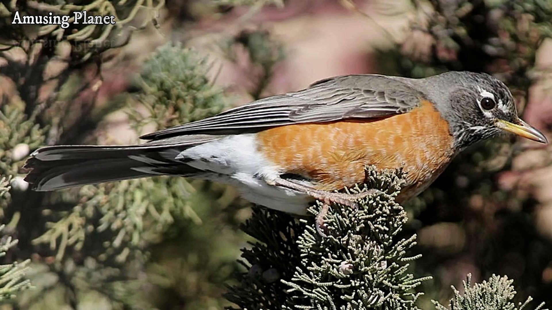 ⁣American Robin Sounds: Cheerful Song & Alarm Calls in Nature