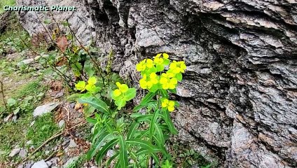 Malam Jabba zero point