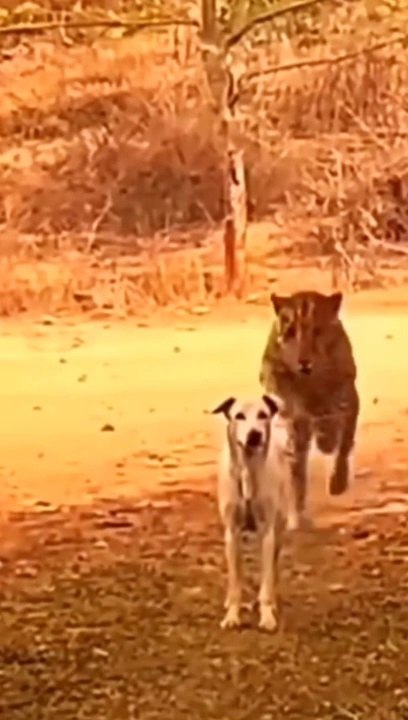 Lion Attack on Dog #lion #attack #dog #animal