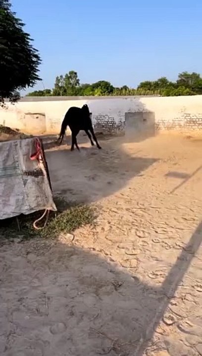 Horse lover's #plz_subscribe_my_channel