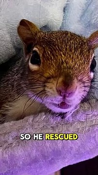 I live with the squirrel I rescued - and I've named her Suzie
