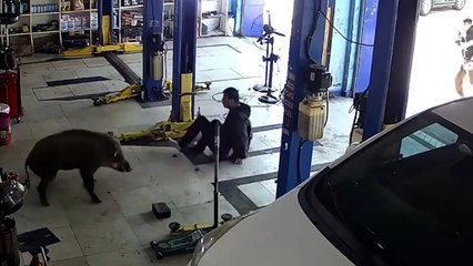 Wild Boar Attacks Workshop in Jiangxi, Injuring 4 🐗