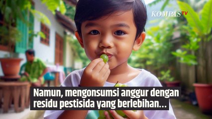 Anggur Shine Muscat Mengandung Residu Berbahaya? Simak Penjelasannya Berikut | SINAU