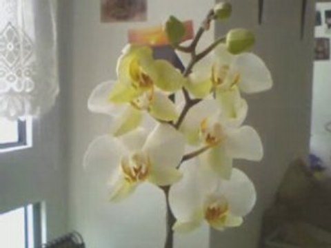 Boourgeon Phalaenopsis - 20-04-08