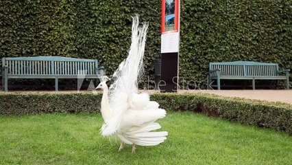 white peacock dancing