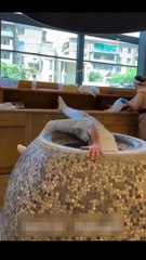 pro vs  ultra pro vs ultra pro max