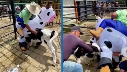 Buzağı, Cadılar Bayramı kostümünü gerçek sanıp süt içmeye çalıştı