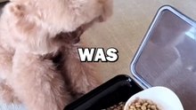 KIND DOG GETS PRANKED! #animalstories #pets #funny #dogs #dog #cute