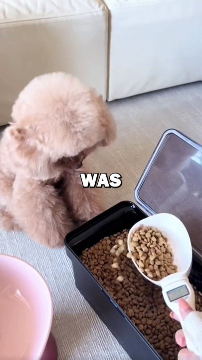 KIND DOG GETS PRANKED! #animalstories #pets #funny #dogs #dog #cute