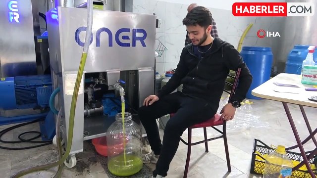 Mersin'de Zeytin Hasadı ve Zeytinyağı Üretimi Canlanıyor
