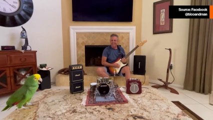 Uskomaton Amazoninpapukaija Tico: 18-vuotias rock-cover tähti 🦜