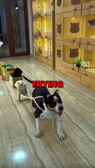 PET TRAIN! #animalstories #pets #cat #dog #animals