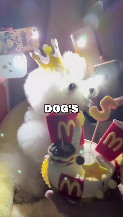 TWIN DOGS BIRTHDAYS! #animalstories #pets #funny #cute #dogs #dog