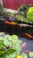 Derbyshire grandmother “heartbroken” by  “deliberate” poisoning of Koi carp