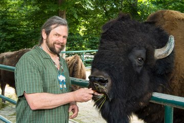 A zoo's bison herd has been wiped out by a herpes virus