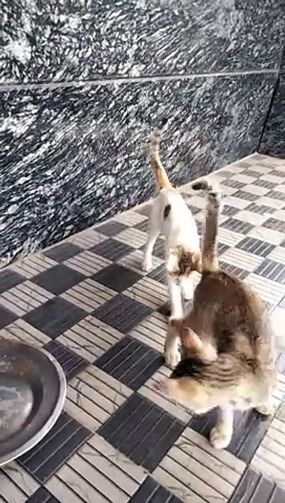 Mysore cat lover