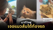 บังเอิญเจอแมวส้มใต้ท้องรถ แล้วเรื่องราวดี ๆ ที่ประทับใจก็เริ่มขึ้น