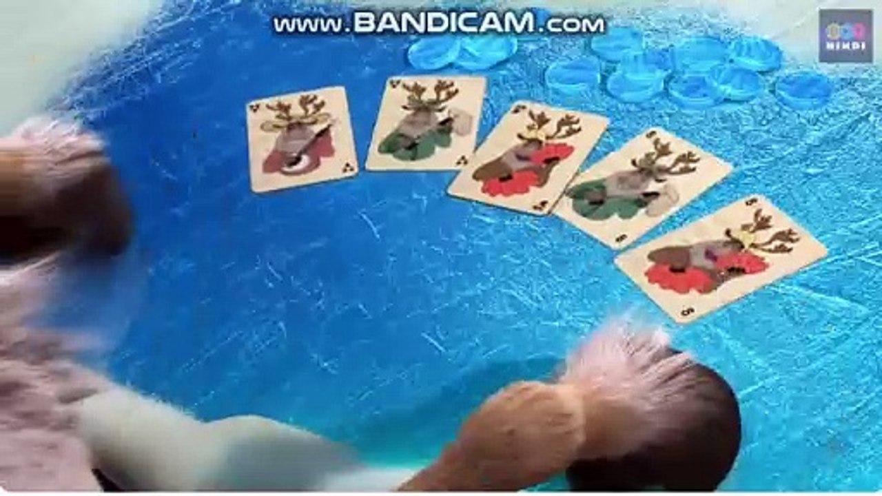 bear cat hunting
