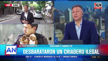 Flores: desbarataron un criadero ilegal de caniches toy