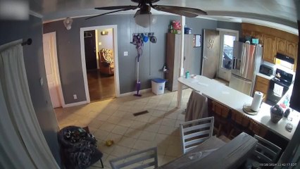 Black Cat Gets Slammed Into Glass Door